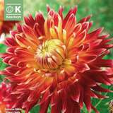 Dahlia Hybr.Akita - Schmuck Dahlie