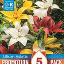 Lilium Asia.Hybride - Lilien Prachtmischung