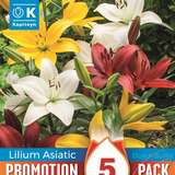 Lilium Asia.Hybride - Lilien Prachtmischung