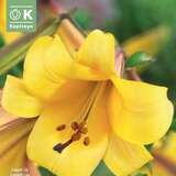 Lilium Tromp.Hybr.African Queen - Lilie