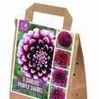 Dahlia Purple Shades: Bild 1/1