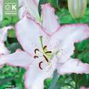 Lilium Orien.Hybr. Brasilia - Lilie