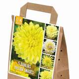 Dahlia Yellow Shades - Dahlie Yellow Shades