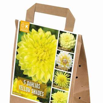 Dahlia Yellow Shades