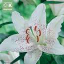 Lilium Orien.Hybr. Muscadet - Lilie