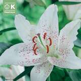 Lilium Orien.Hybr. Muscadet - Lilie