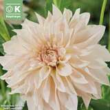 Dahlia Hybr.Cafe au Lait - Riesen Schmuck Dahlie