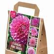 Dahlia Hybride: Bild 1/1