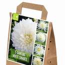 Dahlia White Shades - Dahlie White Shades
