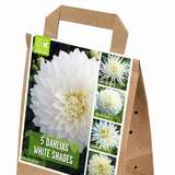 Dahlia Hybride - Dahlie Mischung