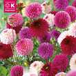 Dahlia Hybride Combi Ball pastell: Bild 1/1