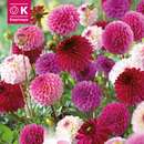 Dahlia Hybride Combi Ball pastell - Ball Dahlie Mischung