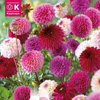 Dahlia Hybride Combi Ball pastell