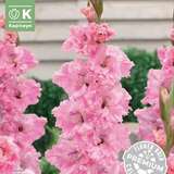 Gladiolus Hybr.Soft Innocence - Gladiole