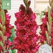 Gladiolus Hybr.Velvet Rhaspberry: Bild 1/1