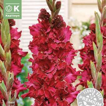 Gladiolus Hybr.Velvet Rhaspberry