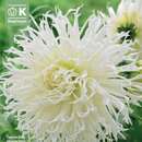 Dahlia Hybr.Tsuki-Yori-No-Shisha - Spinnen Dahlie