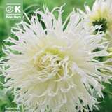 Dahlia Hybr.Tsuki-Yori-No-Shisha - Spinnen Dahlie