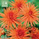 Dahlia Hybr.Park Record - Kaktus Rabatten Dahlie