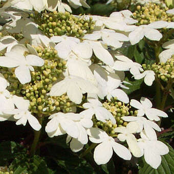 Etagenschneeball - Viburnum plicatum 'Summer Snowflake'
