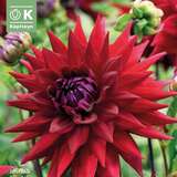 Dahlia Hybr.Witteman's Best - Kaktus Dahlie