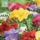 Freesia Hybride - Freesie einfachblühende Mischung
