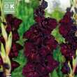 Gladiolus Hybr.Espresso: Bild 1/1