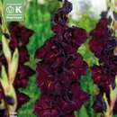 Gladiolus Hybr.Black Surprise - Gladiole