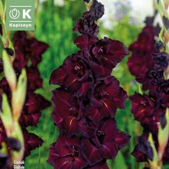 Gladiolus Hybr.Espresso