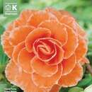 Begonia Picotee Lace Apricot - Gefüllte Begonie