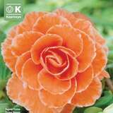 Begonia Picotee Lace Apricot - Gefüllte Begonie