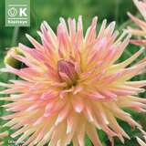 Dahlia Hybr. Cabana Banana - Kaktus Dahlie