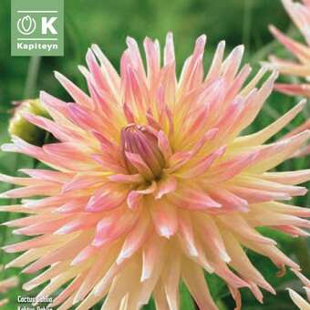 Dahlia Hybr. Cabana Banana