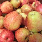 Malus domestica 'Steirische Schafnase' - Winterapfel