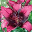 Lilium Asia.Hybr.Purple Dream: Bild 1/1