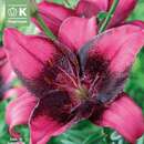 Lilium Asia.Hybr.Purple Eye - Lilie