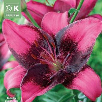 Lilium Asia.Hybr.Purple Eye