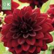 Dahlia Hybr.Arabian Night: Bild 1/1