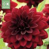 Dahlia Hybr.Arabian Night - Schmuck Dahlie