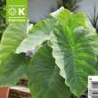 Colocasia esculenta: Bild 1/1