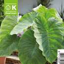 Colocasia esculenta - Elefantenohr