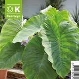 Colocasia esculenta - Elefantenohr