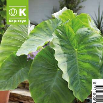 Colocasia esculenta