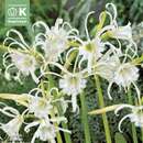 Hymenocallis festalis - Ismene