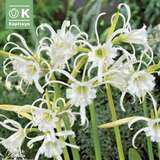 Hymenocallis festalis - Ismene