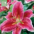 Lilium Orien.Merostar: Bild 1/1
