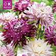 Dahlia Hybride: Bild 1/1