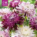 Dahlia Hybride Combi violett/weiß - Schmuck Dahlie Mischung