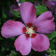 Hibiscus syriacus 'Woodbridge': Bild 1/3