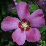 Hibiscus syriacus 'Woodbridge' - Eibisch